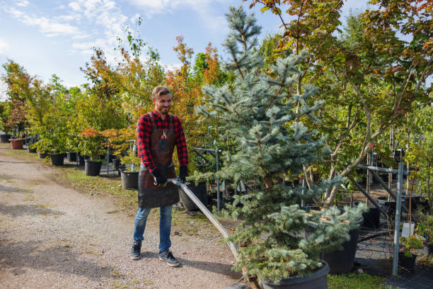 Best Tree Mulching  in Pontiac, IL